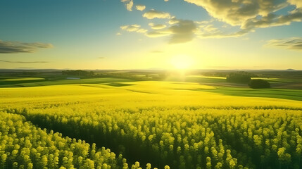 The vast fields of rapeseed flowers represent the beauty and vitality of nature