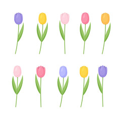 Set of colorful tulips isolated on white background. Vector illustration. 