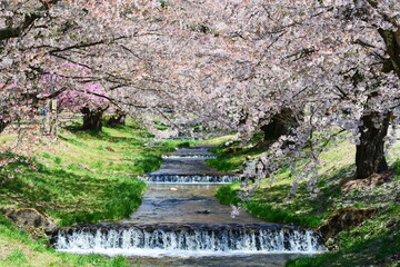 観音寺川の桜並木。猪苗代、福島、日本。4月下旬。