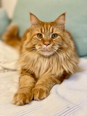 portrait of a Maine coon cat