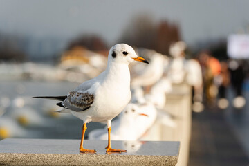 Red-billed seagulls wintering in Dianchi Lake