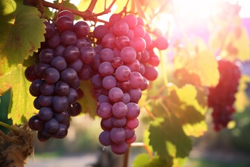 a bunch of grapes on a vine