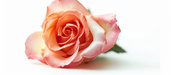 Beautiful blooming pink rose flower on a clean white background
