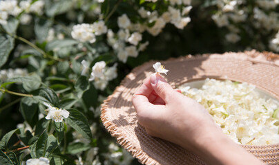 a woman collects jasmine flowers in a straw hat on a summer afternoon in the garden. Aromatherapy...
