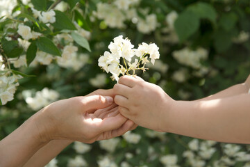 women's and children's hands hold jasmine flowers. Aromatherapy and Spa concept.natural eco...