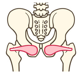 内閉鎖筋、股関節外旋六筋