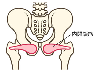 内閉鎖筋、股関節外旋六筋