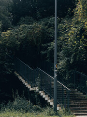 stairs in the woods