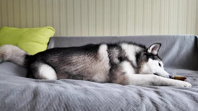 A Siberian Husky with a black and white coat is lying on a grey sofa, chewing a colorful toy. A green pillow is visible in the background. Concept: A cozy indoor moment capturing a playful pet