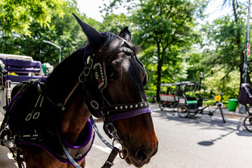 Horse, transporting a buggy in Central Park is a public urban park located in the metropolitan...