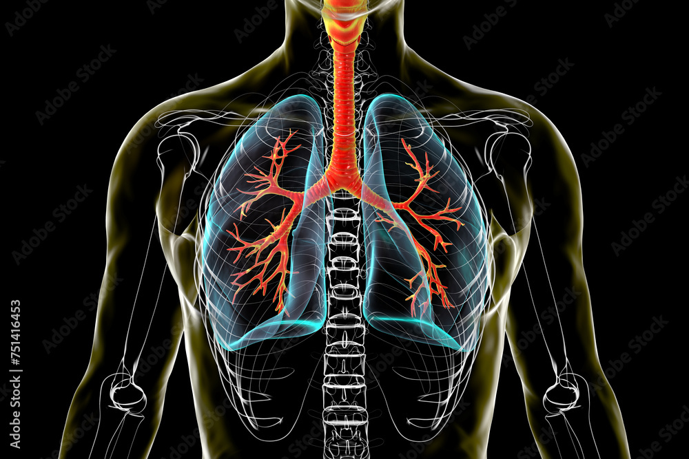 Sticker Anatomy of human respiratory system, 3D illustration