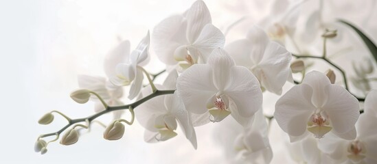 Fototapeta na wymiar Elegant white orchids arrangement in a glass vase on light neutral background