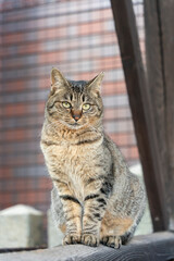 猫