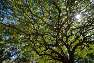 eautiful tree in Kapiolani Park in Waikiki Hawaii