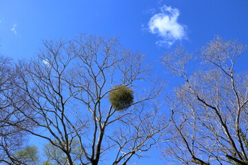 ヤナギに寄生するヤドリギ　（高知県　四万十市　入田ヤナギ林）