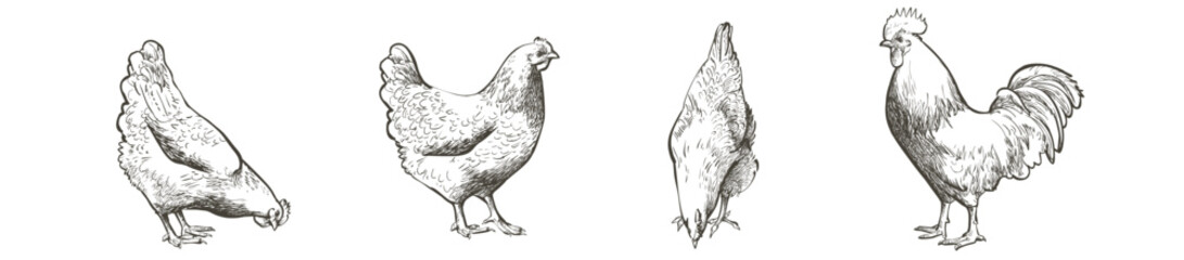 Set of chickens and rooster on the field grass. Decorative bird hen silhouette pattern realistic engrave. Farm animal logo. Vector illustration of a poultry in vintage style