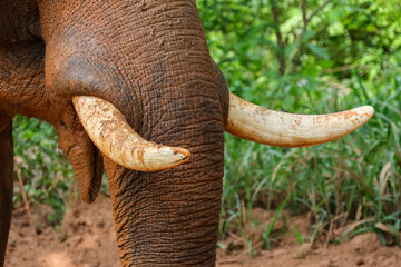 Close-up of the large ivory tusk of a beautiful Thai elephant.
