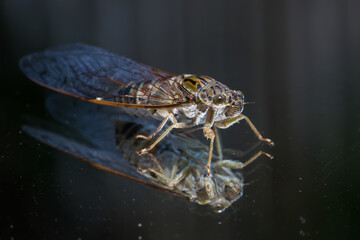 Close-up amazing cicada on glass There is a reflection of cicadas that looks strange and beautiful.