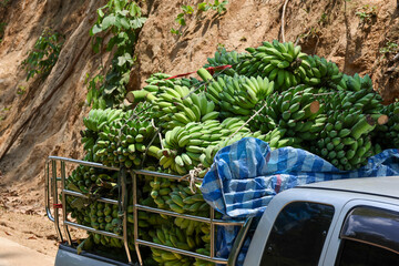 Fresh bananas from the garden in the forest full back of a pickup truck