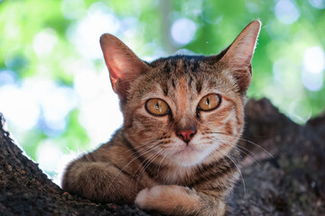 Selective Focus Torbie Kitten Beautiful patterns are on the tamarind tree. The eyes are cute.