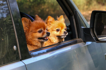Two cute Pomeranian Dog breeds are sticking their heads out of the car window.
