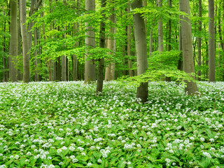 Natural Green Forest of Beech Trees in Spring, Wild Garlic in Bloom, Hainich National Park, Germany - 751423477
