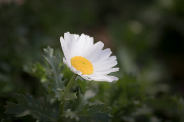マーガットの花