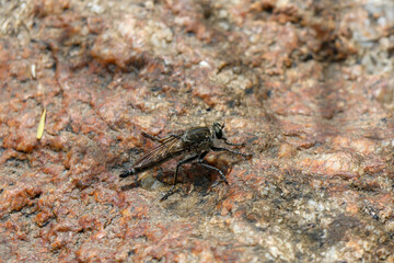 Close up .Stichopogon clings to a rock in the forest.