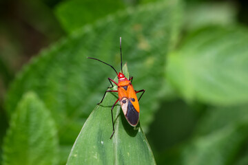 Close-up Dysdercus cingulatus, an orange insect with a beautiful pattern. perched on green leaves Insects and perfect nature in the forest