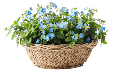 Scalloped Rattan Pot: A Forget-Me-Not Memoir isolated on transparent Background