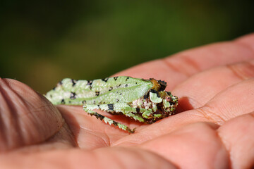 close up Trachyzulpha Katydid in hand grasshopper with a speckled pattern resembling military...