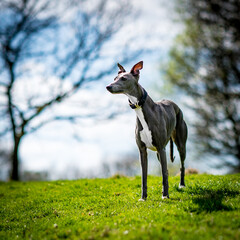Manchester whippet dog in the park