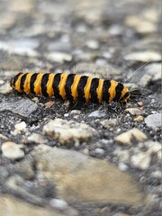 worm