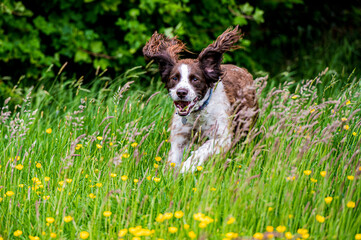 dog running in the grass
