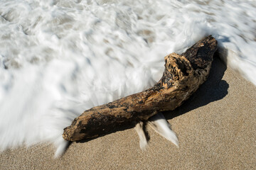 surf and trunk on the shoreline. Argentiera, Sassari Sardinia, Italy