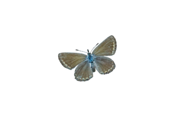 White butterfly on white background