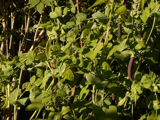 Pea plants in the garden