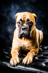 english bullmastiff portrait