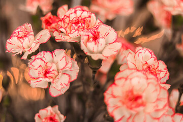 Fototapeta premium Piękne kwiaty w kolorystyce, kolorach 