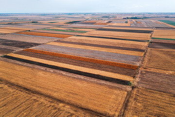 Aerial shot of harvest ready agricultural field, ripe crop plantation from drone pov