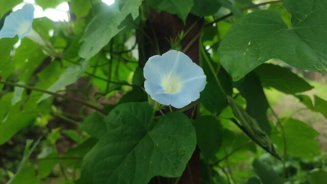 Ipomoea cardiophylla Flower Morning glory Heartleaf