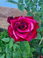 evocative close-up image of Hybrid Tea Rose or Rosa hybrida, 
an ornamental shrub that grows in Sicily
