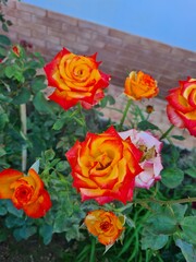 evocative close-up image of Hybrid Tea Rose or Rosa hybrida, 
an ornamental shrub that grows in Sicily