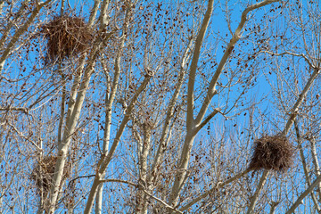 Large, brown parrot nests, highlighted against a clear blue sky and bare branches, evoking a tranquil and natural scene in the city of Barcelona in Spain.