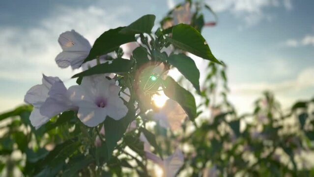 The sun shines through the morning glory flower. Closeup of the morning glory flower is blown by the wind in the morning.