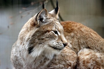 lynx