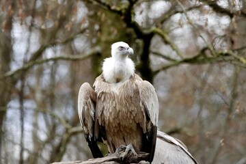 vautour