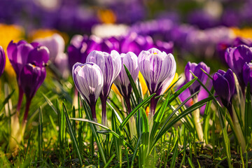 Krokusy , wiosna, kolory , purpurowe