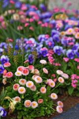 Fototapeta premium Flowers, chrysanthemum and pansies with growth in garden, pasture and greenhouse at countryside in Canada. Plants, terrace and grassland by petals blooming on landscape, conservatory and nursery