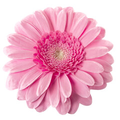 Fototapeta premium pink gerber daisy isolated on white